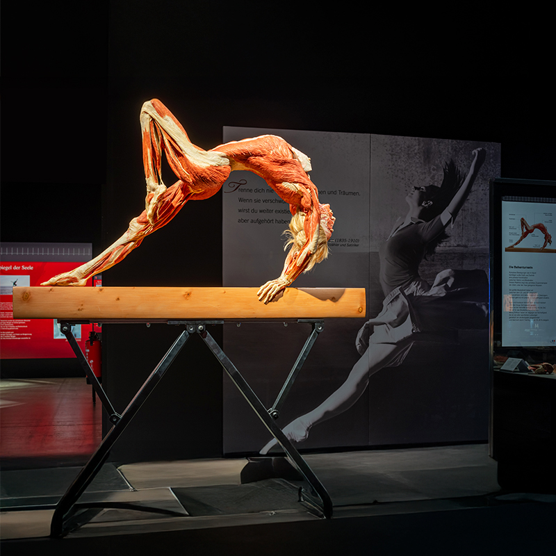 BODY WORLDS: The Anatomy of Happiness - Waitlist