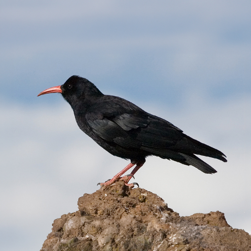 Domingos de Patrimonio: las Aves de Segovia