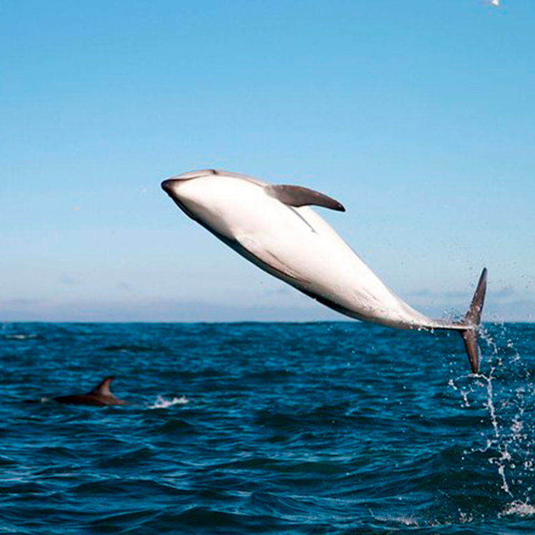 Whale Watching Cruise Guided by Experts from Birch Aquarium