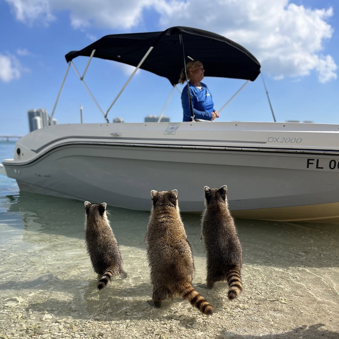 Excursión en barco de Miami a Raccoon Island, snorkel en Haulover Sandbar y Billionaires Bunker