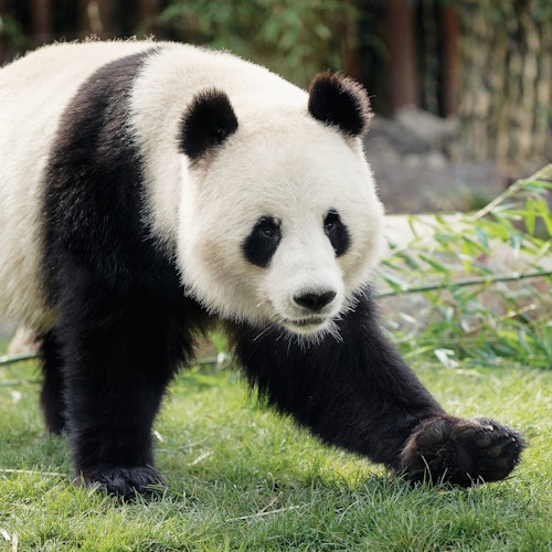 København ZOO: Billet uden om køen