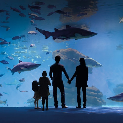 Palma Aquarium: Entrada sin colas + Cine 3D Aquadome opcional
