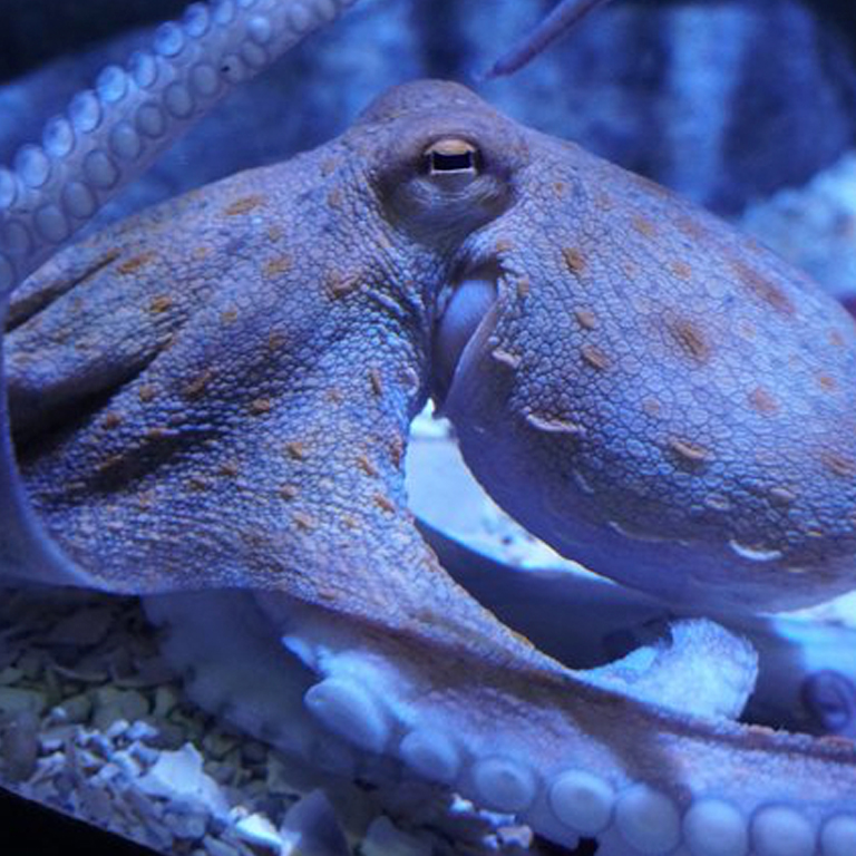 ¡Visita al Acuario Sevilla sin colas!